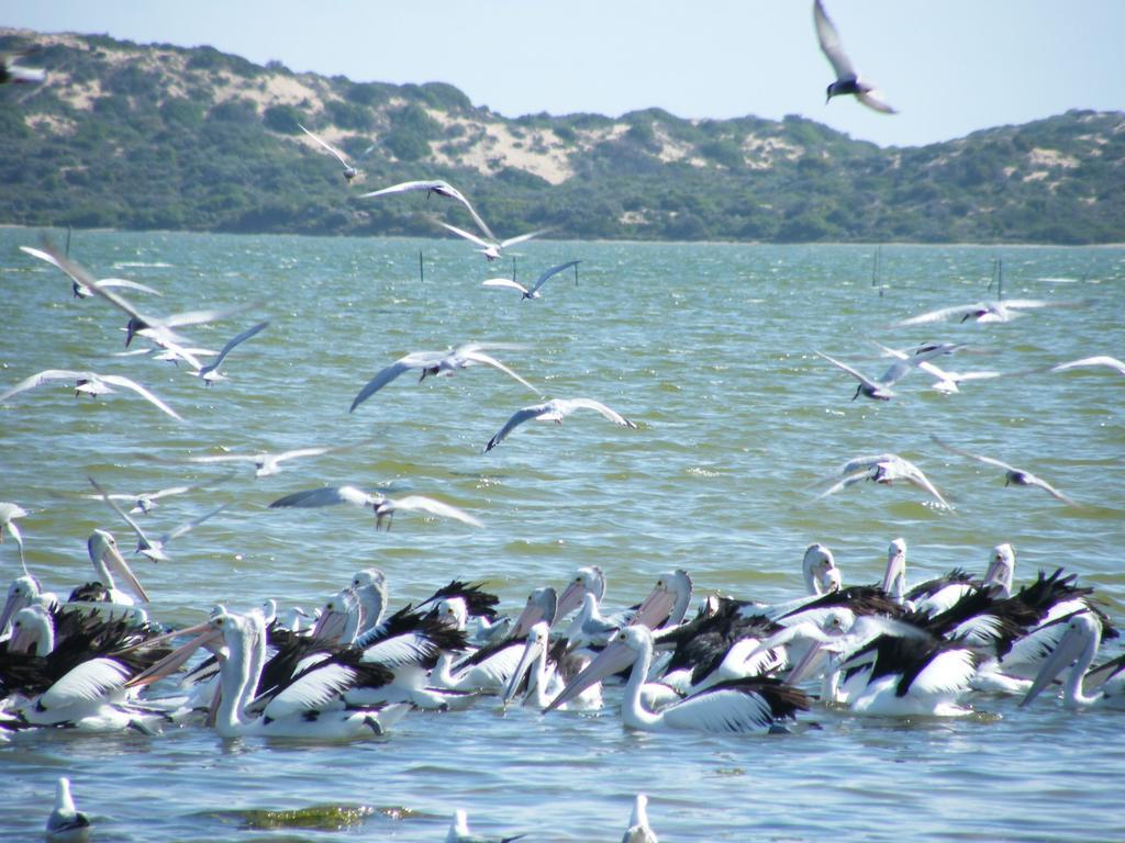 Villa Coorong Waterfront Retreat Meningie Esterno foto